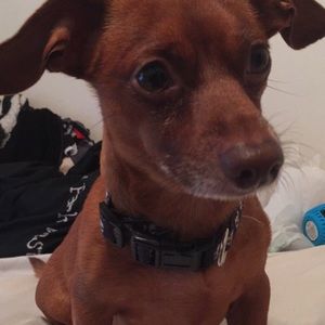 Meet your Posher, Lisette